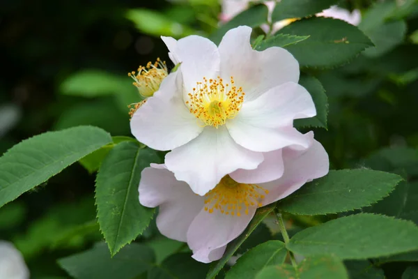Hipshop Rosa Hagebuttenblüten Wildrose — Stockfoto