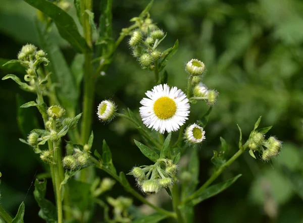 Éves Gyógynövény Erigeron Annuus Nemhez Tartozó Fajok — Stock Fotó