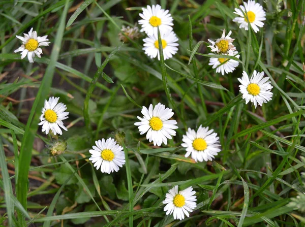 Geleneksel bitki, Erigeron Annuus cinsi..