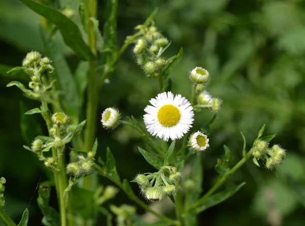 Zioło Roczne Gatunek Rodzaju Erigeron Annuus — Zdjęcie stockowe