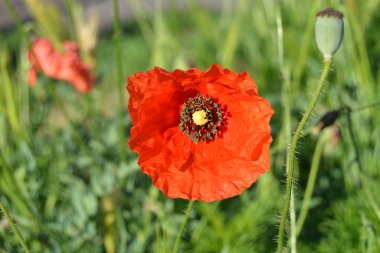 Kırmızıgelincikler yabani tarlada çiçek açar. Seçici odaklı güzel kırmızı gelincikler. Yumuşak ışıkta kırmızı gelincikler. Afyon haşhaşı. Doğal ilaçlar. Kırmızı gelincikler. Yalnız gelincik. Yumuşak odak bulanıklığı