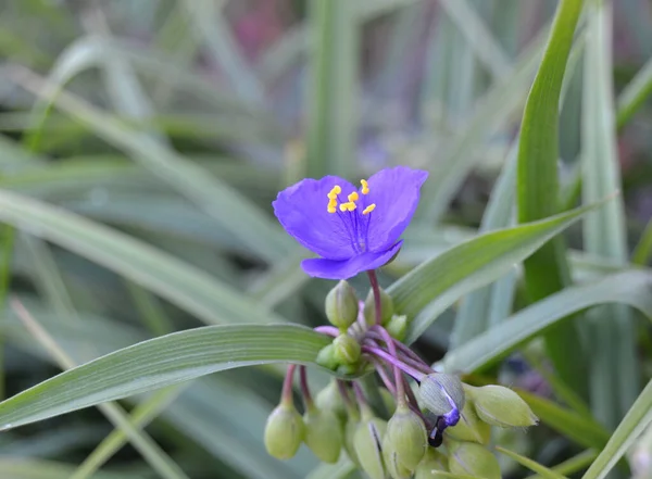 Lilac Μωβ Χρωματιστά Λουλούδια Spiderwort Tradescantia Occidentalis Ένα Πράσινο Φόντο — Φωτογραφία Αρχείου