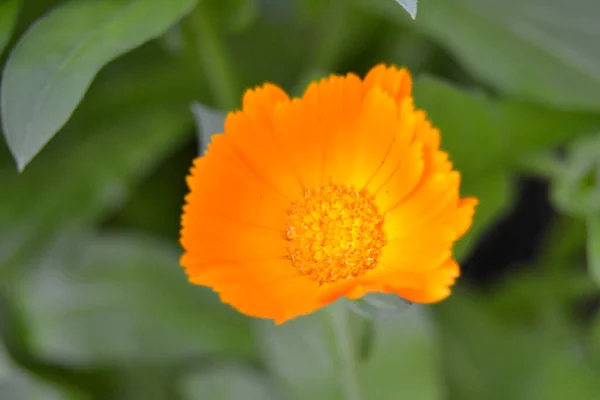オレンジ色の花 マリーゴールドの花を咲かせます 新鮮な有機カレンダーマリーゴールドの花の背景 薬草だ 夏のマリーゴールドの花 — ストック写真