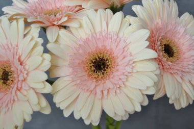Gerbera papatya renkli çiçeğin makro fotoğrafı. Yaklaş.