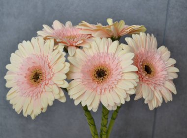 Gerbera papatya renkli çiçeğin makro fotoğrafı. Yaklaş.