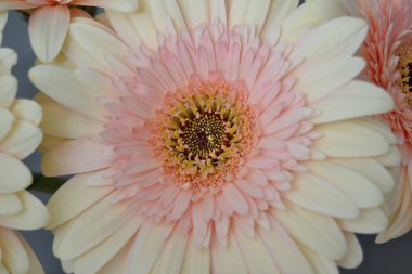 Gerbera papatya renkli çiçeğin makro fotoğrafı. Yaklaş.