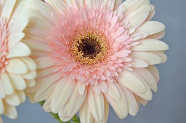 Gerbera papatya renkli çiçeğin makro fotoğrafı. Yaklaş.