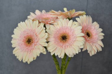 Gerbera papatya renkli çiçeğin makro fotoğrafı. Yaklaş.