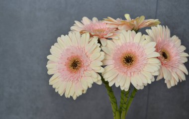 Gerbera papatya renkli çiçeğin makro fotoğrafı. Yaklaş.