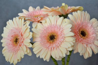 Gerbera papatya renkli çiçeğin makro fotoğrafı. Yaklaş.