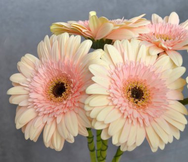 Gerbera papatya renkli çiçeğin makro fotoğrafı. Yaklaş.