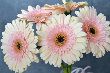 Gerbera papatya renkli çiçeğin makro fotoğrafı. Yaklaş.