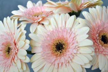 Gerbera papatya renkli çiçeğin makro fotoğrafı. Yaklaş.
