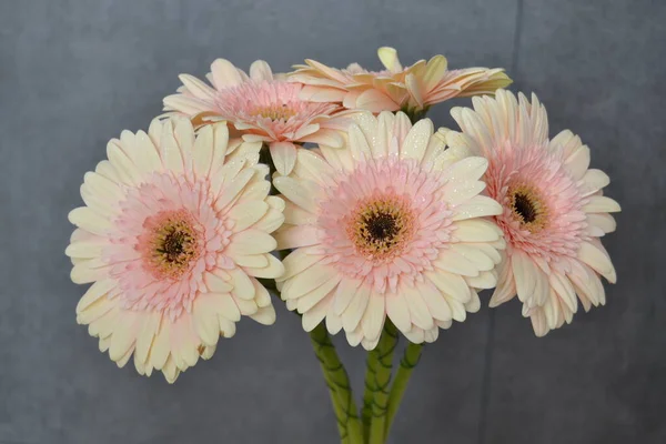 Gerbera papatya renkli çiçeğin makro fotoğrafı. Yaklaş.