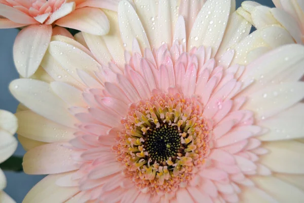 Makro Zdjęcie Gerbera Stokrotka Kolorowe Kwiaty Zbliżenie — Zdjęcie stockowe