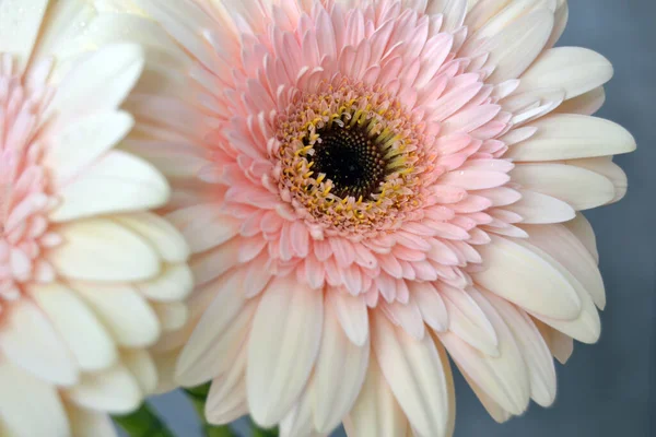 Makro Zdjęcie Gerbera Stokrotka Kolorowe Kwiaty Zbliżenie — Zdjęcie stockowe