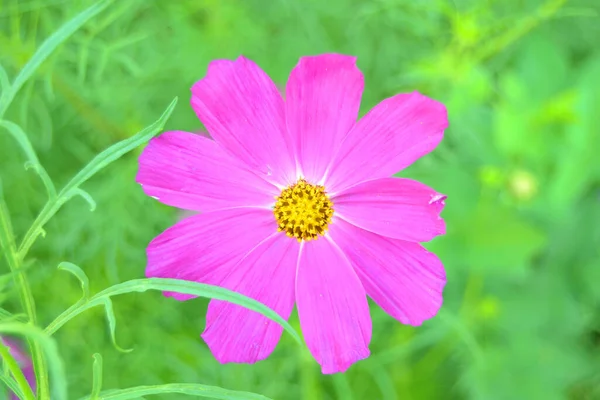 Bellissimo Fiore Cosmo Rosa Cosmos Bipinnatus Che Sboccia Nel Parco — Foto Stock