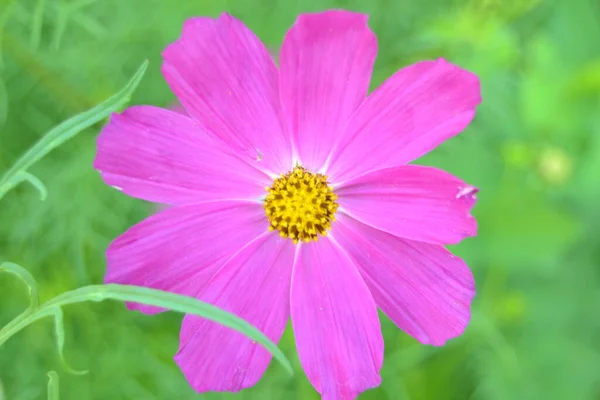 Bellissimo Fiore Cosmo Rosa Cosmos Bipinnatus Che Sboccia Nel Parco — Foto Stock