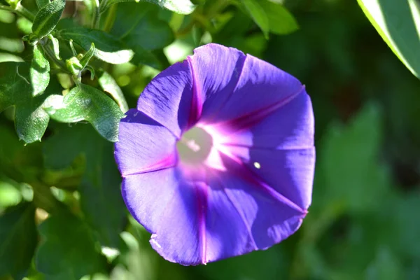 Цветок Утренней Славы Саду — стоковое фото