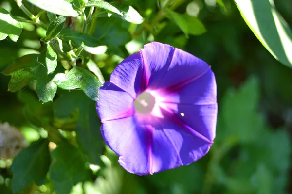 Bela Flor Glória Manhã Jardim — Fotografia de Stock