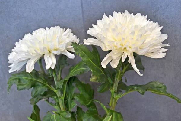 Gemme Crisantemo Bianco Con Primo Piano Centrale Giallo — Foto Stock