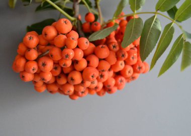 Yeşil Rowan yapraklı kırmızı rowan sürüsü. 