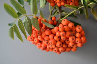 Yeşil Rowan yapraklı kırmızı rowan sürüsü. 