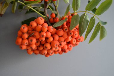 Yeşil Rowan yapraklı kırmızı rowan sürüsü. 