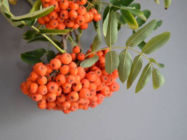 Yeşil Rowan yapraklı kırmızı rowan sürüsü. 