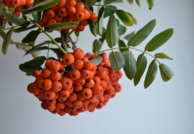 Yeşil Rowan yapraklı kırmızı rowan sürüsü. 