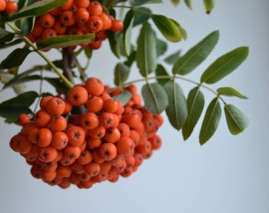 Yeşil Rowan yapraklı kırmızı rowan sürüsü. 