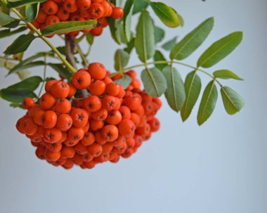 Yeşil Rowan yapraklı kırmızı rowan sürüsü. 