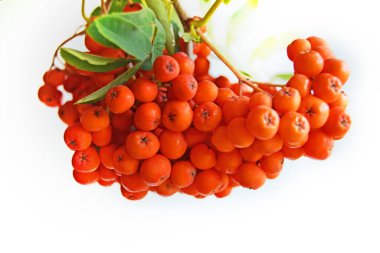 Yeşil Rowan yapraklı kırmızı rowan sürüsü. 