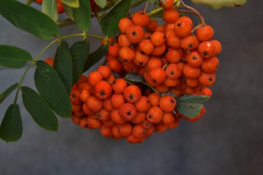 Yeşil Rowan yapraklı kırmızı rowan sürüsü. 