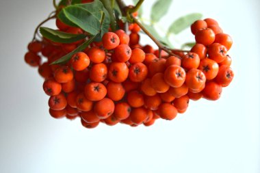 Yeşil Rowan yapraklı kırmızı rowan sürüsü. 