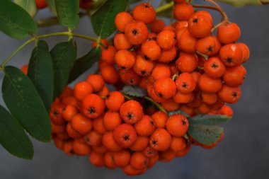 Yeşil Rowan yapraklı kırmızı rowan sürüsü. 