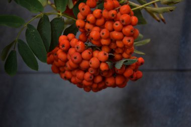 Yeşil Rowan yapraklı kırmızı rowan sürüsü. 