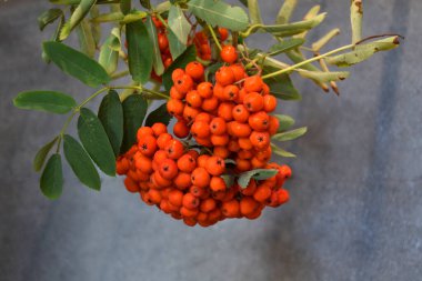 Yeşil Rowan yapraklı kırmızı rowan sürüsü. 