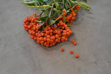 Yeşil Rowan yapraklı kırmızı rowan sürüsü. 