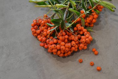 Yeşil Rowan yapraklı kırmızı rowan sürüsü. 