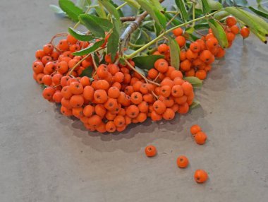 Yeşil Rowan yapraklı kırmızı rowan sürüsü. 