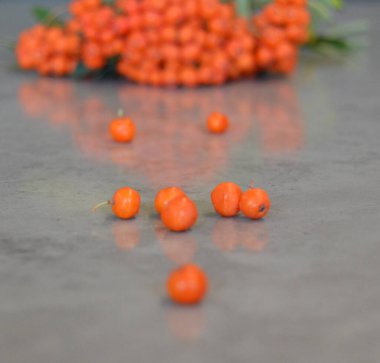 Yeşil Rowan yapraklı kırmızı rowan sürüsü. 