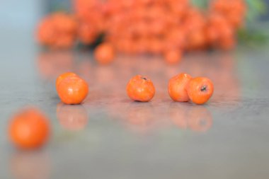 Yeşil Rowan yapraklı kırmızı rowan sürüsü. 