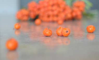 Yeşil Rowan yapraklı kırmızı rowan sürüsü. 