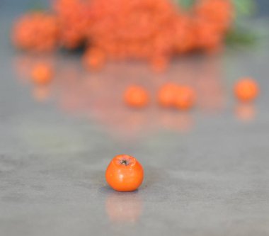 Yeşil Rowan yapraklı kırmızı rowan sürüsü. 