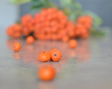 Yeşil Rowan yapraklı kırmızı rowan sürüsü. 