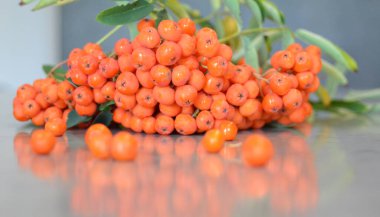 Yeşil Rowan yapraklı kırmızı rowan sürüsü. 