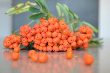 Yeşil Rowan yapraklı kırmızı rowan sürüsü. 