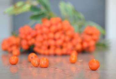 Yeşil Rowan yapraklı kırmızı rowan sürüsü. 