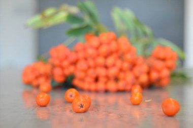 Yeşil Rowan yapraklı kırmızı rowan sürüsü. 